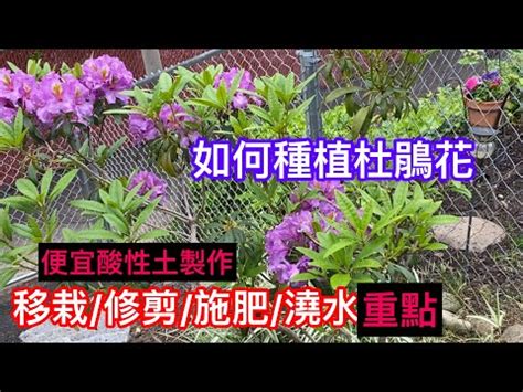 杜鵑花 風水|家中杜鵑風水大解密